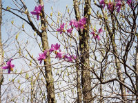 �c�c�W�̗l�q